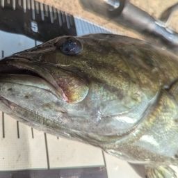 スモールマウスバス