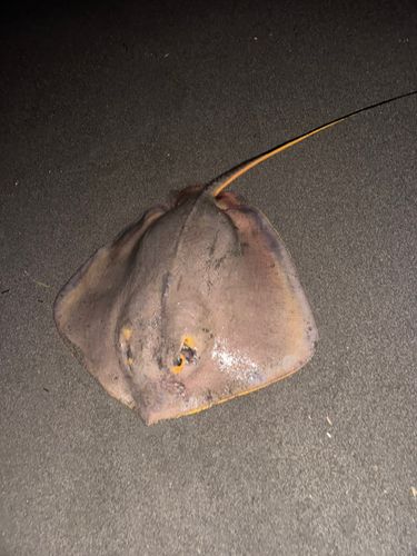 エイの釣果