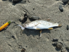 ニベの釣果