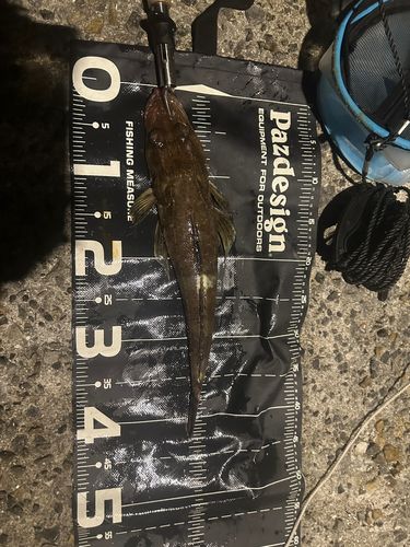 ワニゴチの釣果