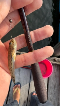 マハゼの釣果