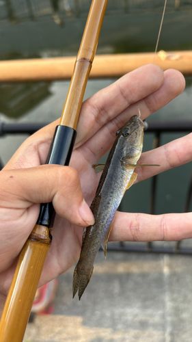 マハゼの釣果