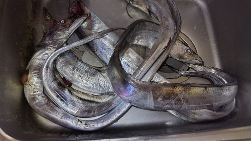 タチウオの釣果
