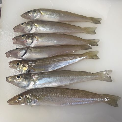 キスの釣果