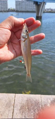 シロギスの釣果