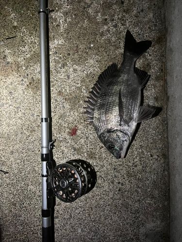 チヌの釣果