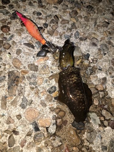 アオリイカの釣果