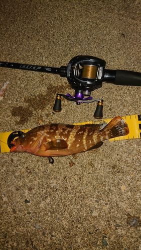 キジハタの釣果