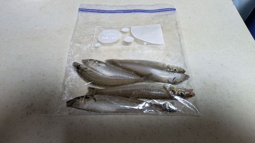 シロギスの釣果