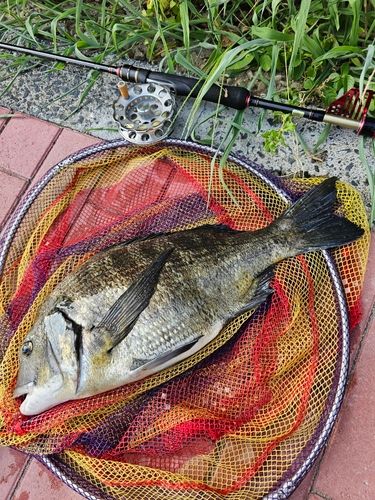 クロダイの釣果