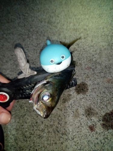 マアジの釣果