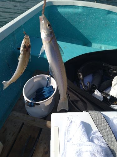 シロギスの釣果