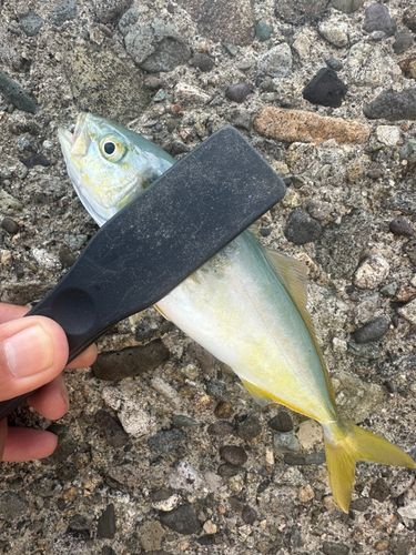 ツバスの釣果