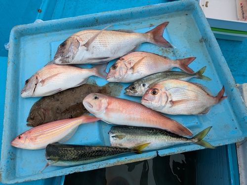 マダイの釣果