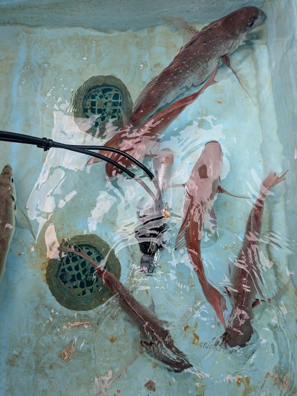 まぶ〜さんの釣果 2枚目の画像