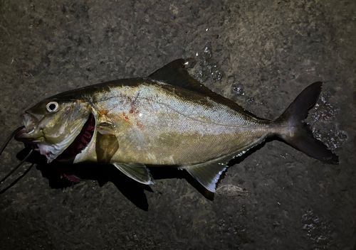 ヒレナガカンパチの釣果