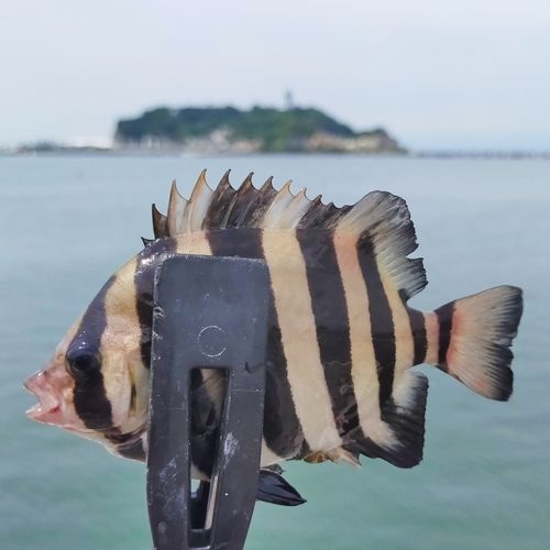 サンバソウの釣果