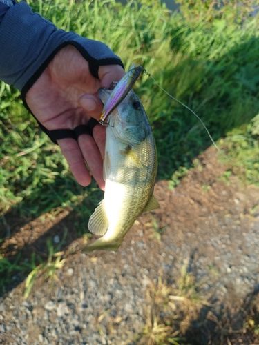 ラージマウスバスの釣果