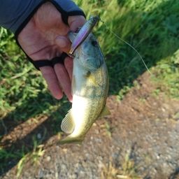 ラージマウスバス