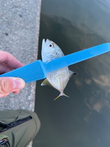 メッキの釣果