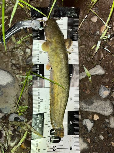 マナマズの釣果