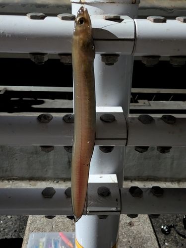 ハナアナゴの釣果