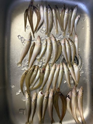キスの釣果