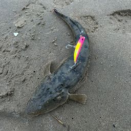 マゴチ
