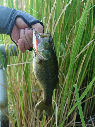 ラージマウスバスの釣果