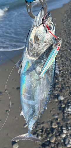ソウダガツオの釣果