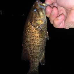 スモールマウスバス