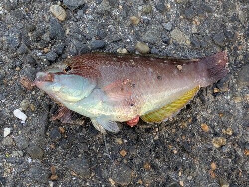 アカササノハベラの釣果