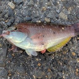 アカササノハベラ