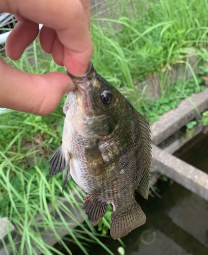 ティラピアの釣果