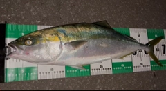 ワラサの釣果