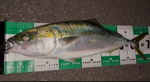 ワラサの釣果