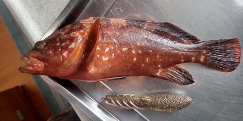 キジハタの釣果