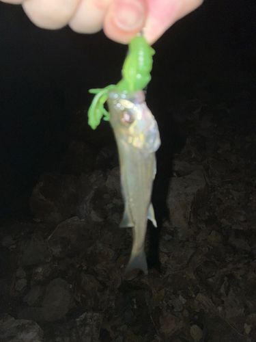 セイゴ（マルスズキ）の釣果