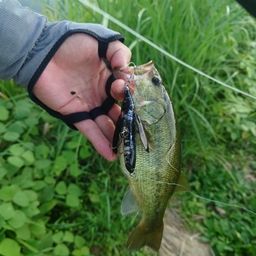 ラージマウスバス