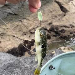 クサフグの釣果