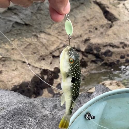 クサフグの釣果