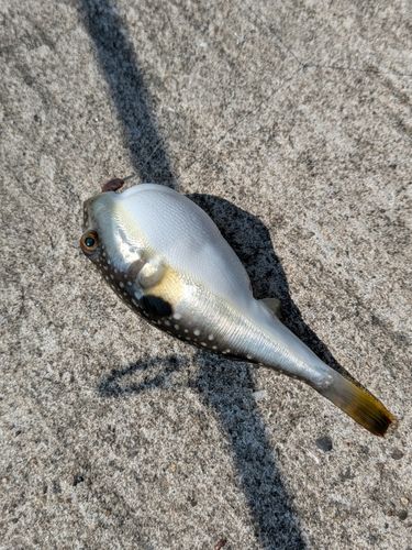 クサフグの釣果