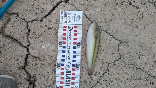 アコウの釣果