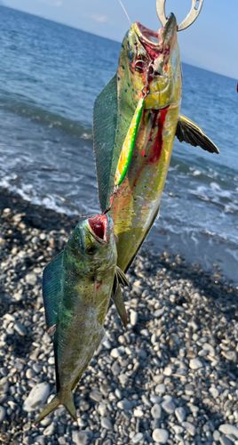 シイラの釣果