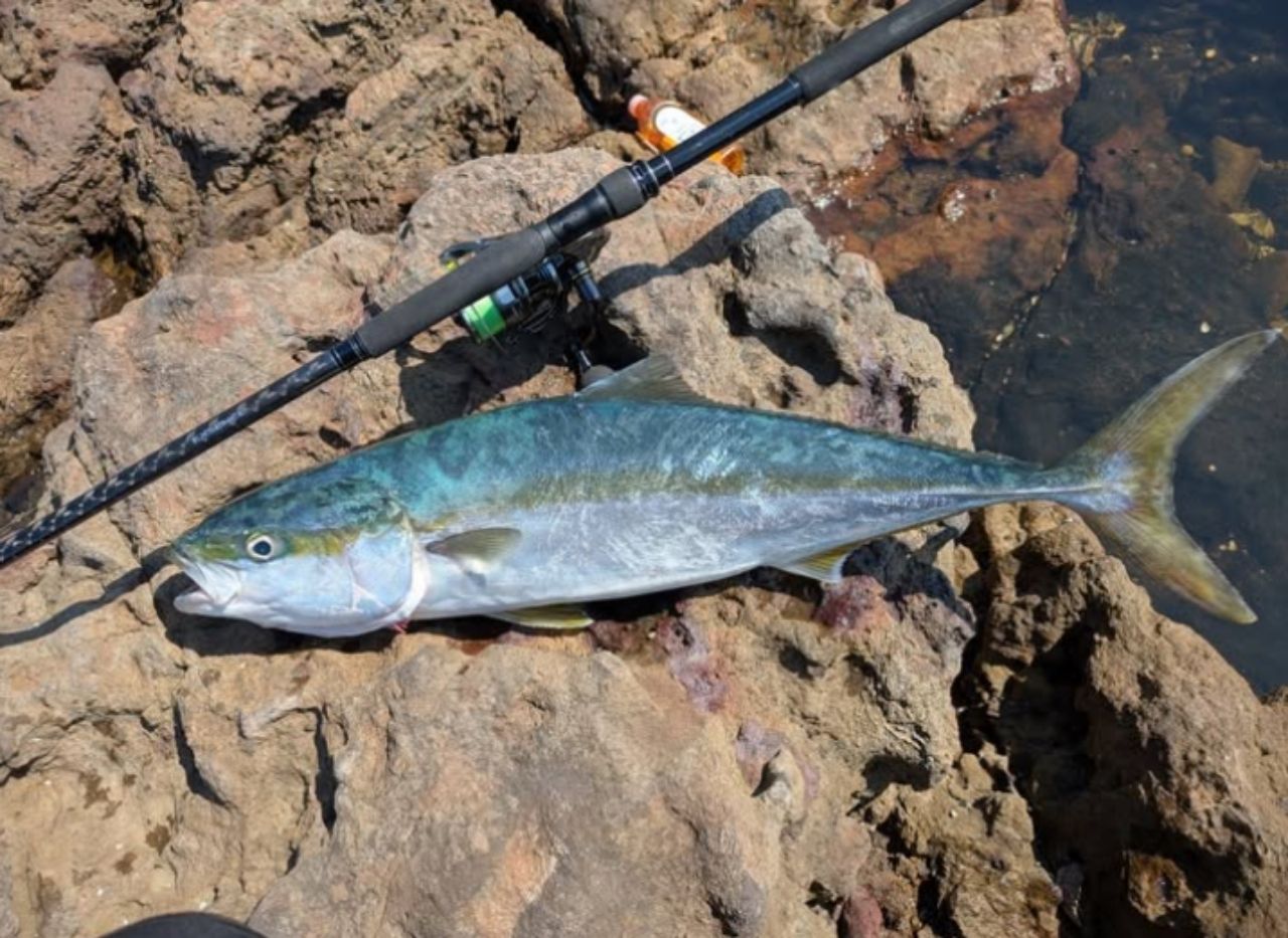 SHIMANO - エクスセンスジェノス　礒マル・ヒラスズキモデル　S110H/R 新商品】シマノ／エクスセンスジェノス 磯マル、ヒラスズキ