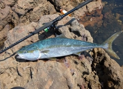 メジロの釣果