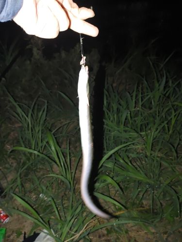 ウナギの釣果
