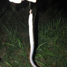 ウナギ