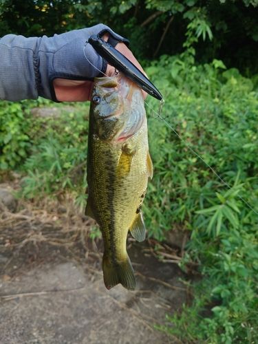 ラージマウスバスの釣果