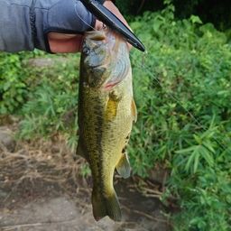 ラージマウスバス